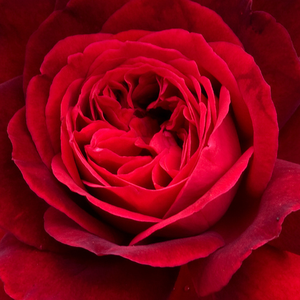 Kупить В Интернет-Магазине - Poзa Леонард Дадлей Брайтуайт - красная - Английская роза  - роза с интенсивным запахом - Дэвид Чарльз Хеншоу Остин - Из бархатистого, темно-красного бутона образуется розетковидный цветок, сладкий и свежий запах которого напоминает традиционные розы.